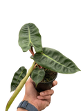 Rare Philodendron Billietiae – Collector Plant | SunriseDaylas