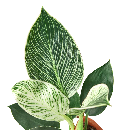 Philodendron ‘Birkin’ – White-Striped Upright Plant | SunriseDaylas