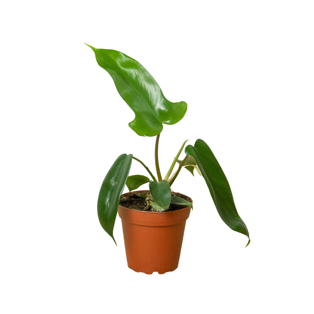 Florida Green Philodendron – Easy Climbing Plant | SunriseDaylas