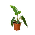 Florida Green Philodendron – Easy Climbing Plant | SunriseDaylas