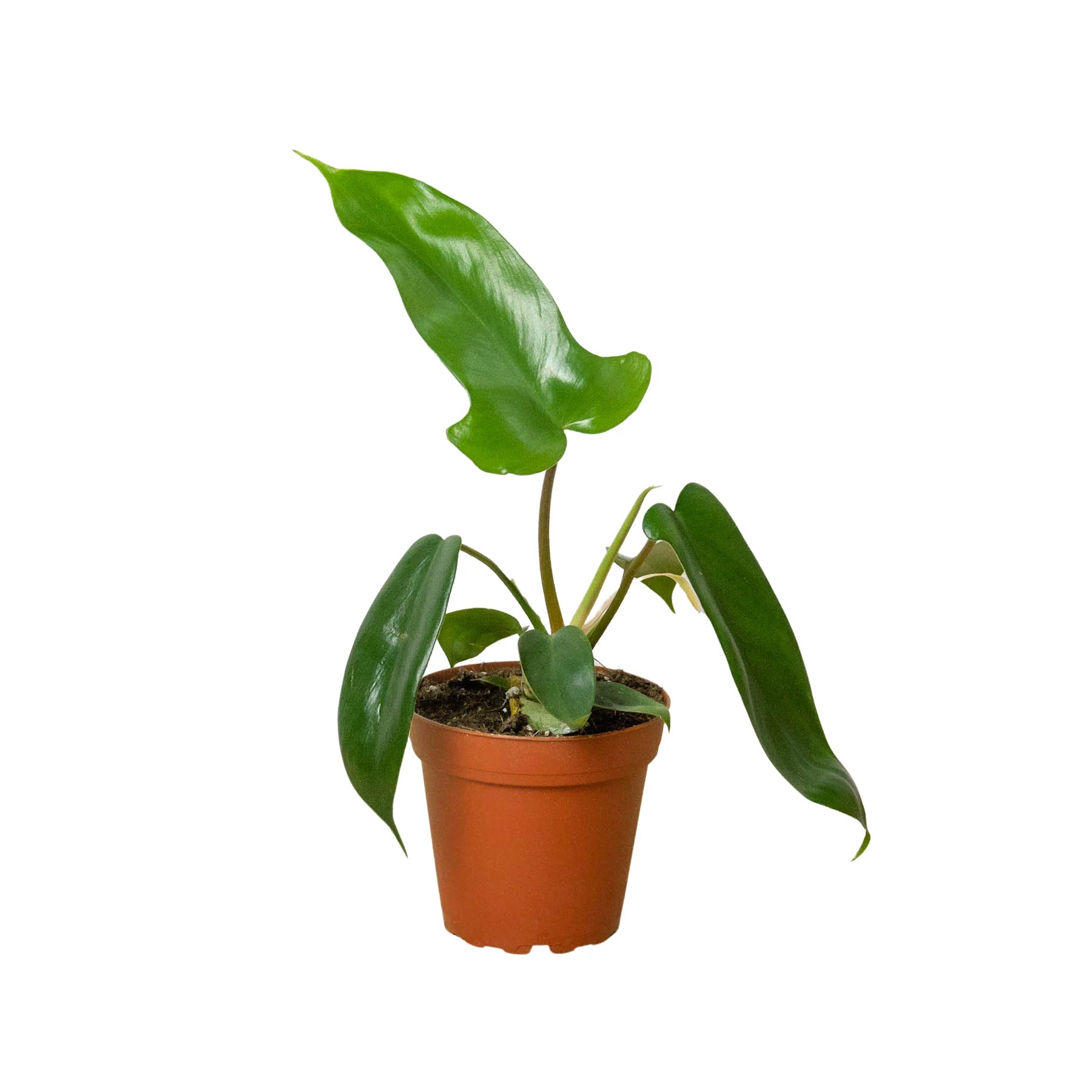 Florida Green Philodendron – Easy Climbing Plant | SunriseDaylas