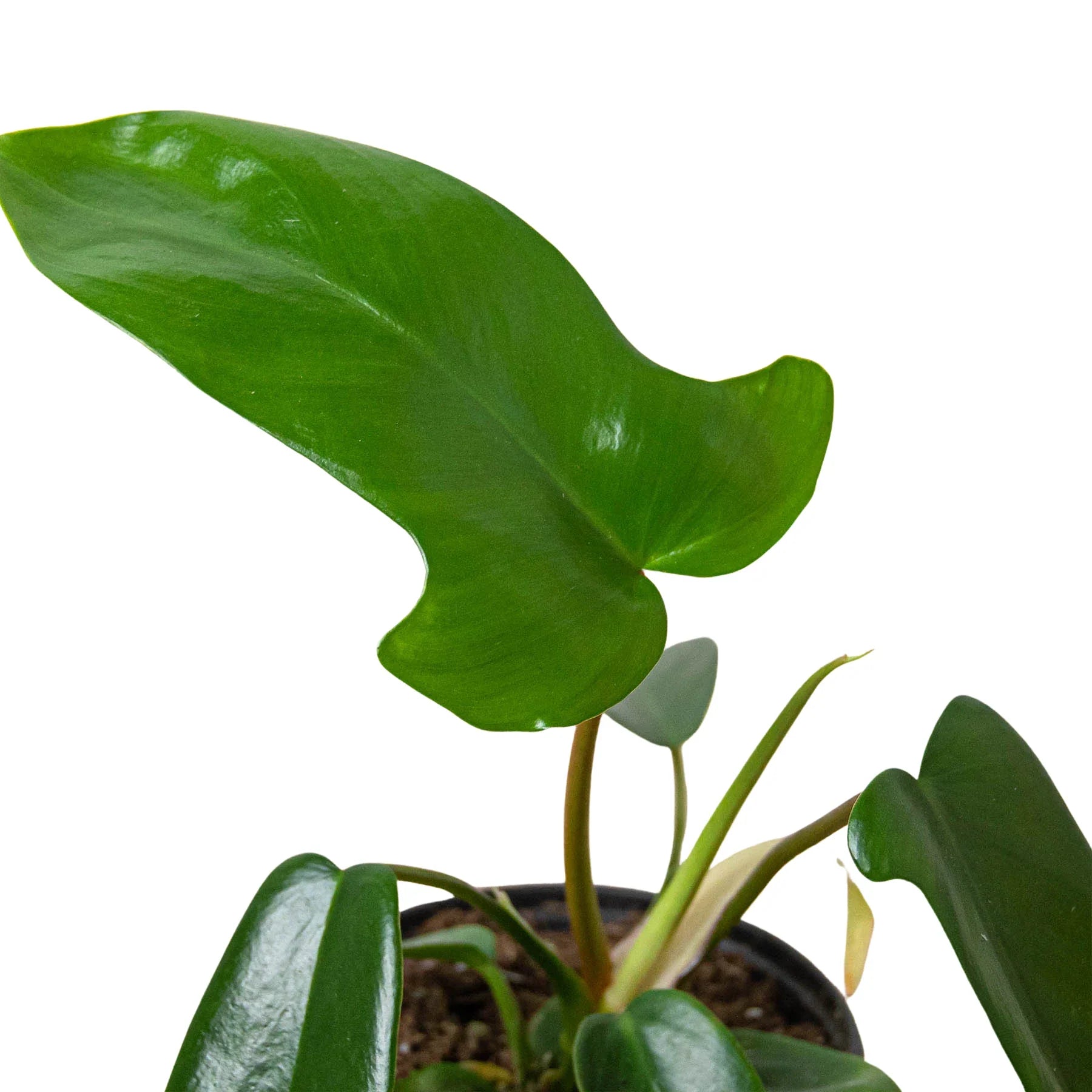 Florida Green Philodendron – Easy Climbing Plant | SunriseDaylas