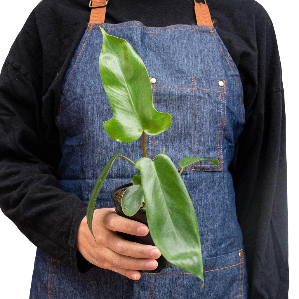 Florida Green Philodendron – Easy Climbing Plant | SunriseDaylas
