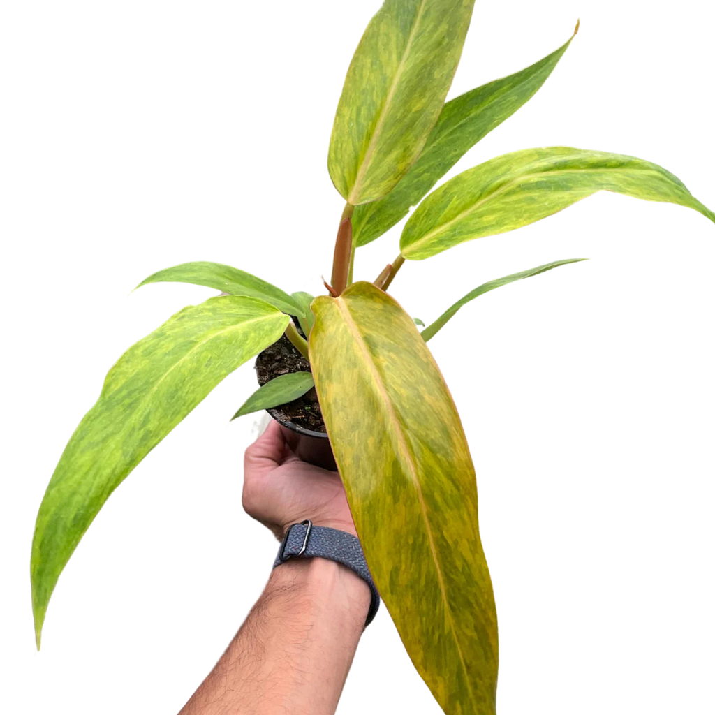 Rare Orange Marmalade Philodendron | SunriseDaylas