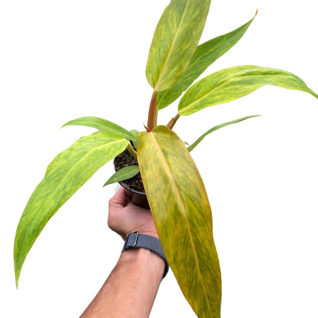 Rare Orange Marmalade Philodendron | SunriseDaylas