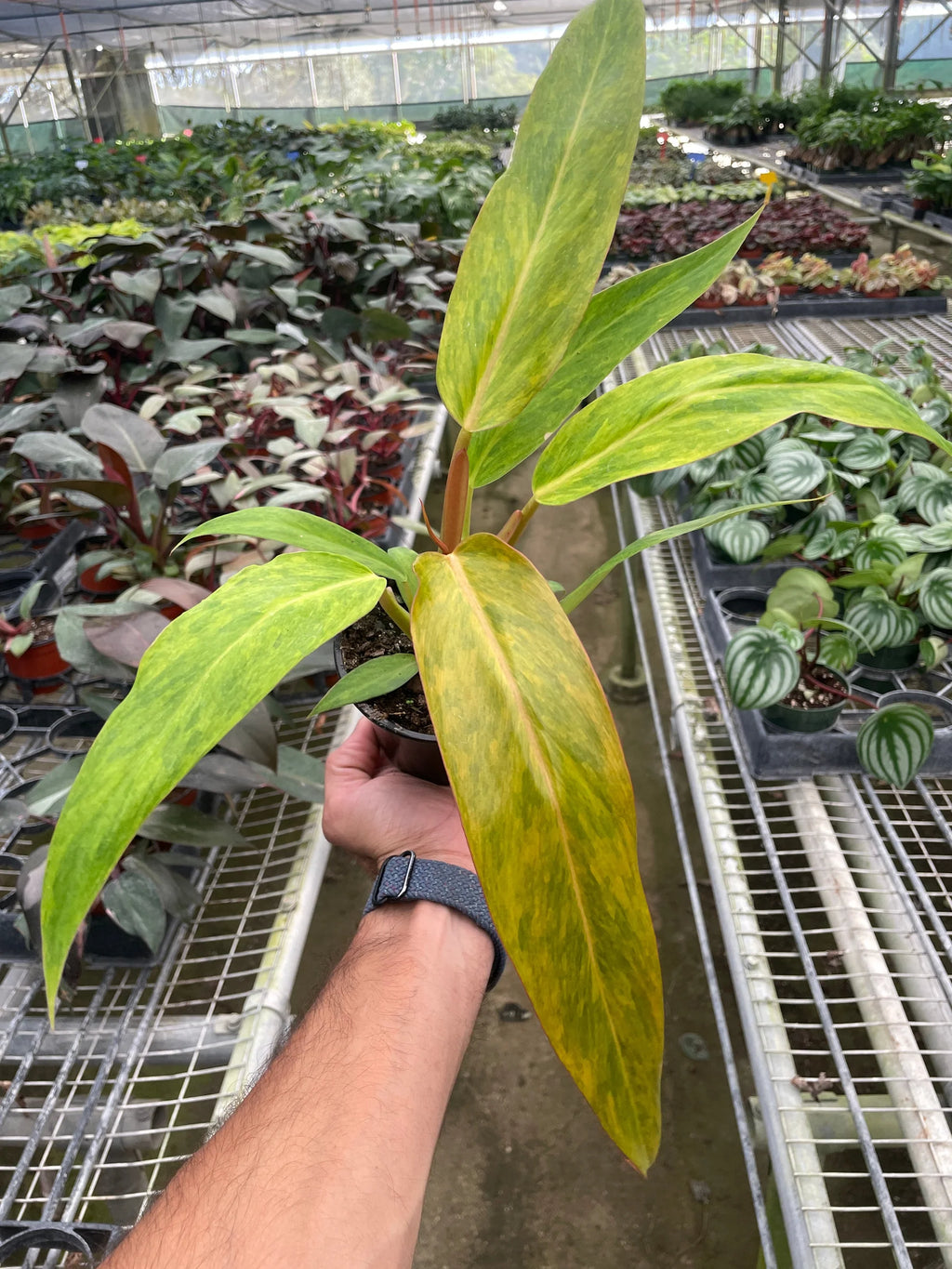 Rare Orange Marmalade Philodendron | SunriseDaylas