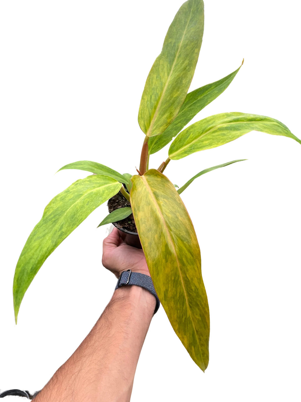 Rare Orange Marmalade Philodendron | SunriseDaylas