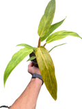 Rare Orange Marmalade Philodendron | SunriseDaylas