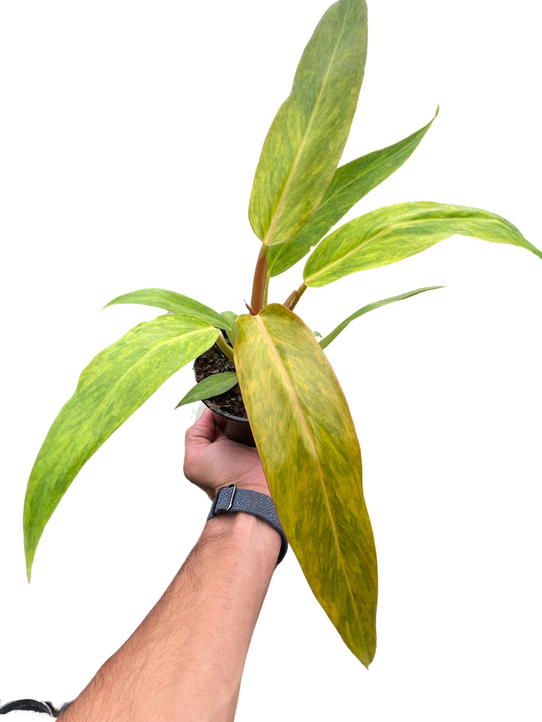 Rare Orange Marmalade Philodendron | SunriseDaylas