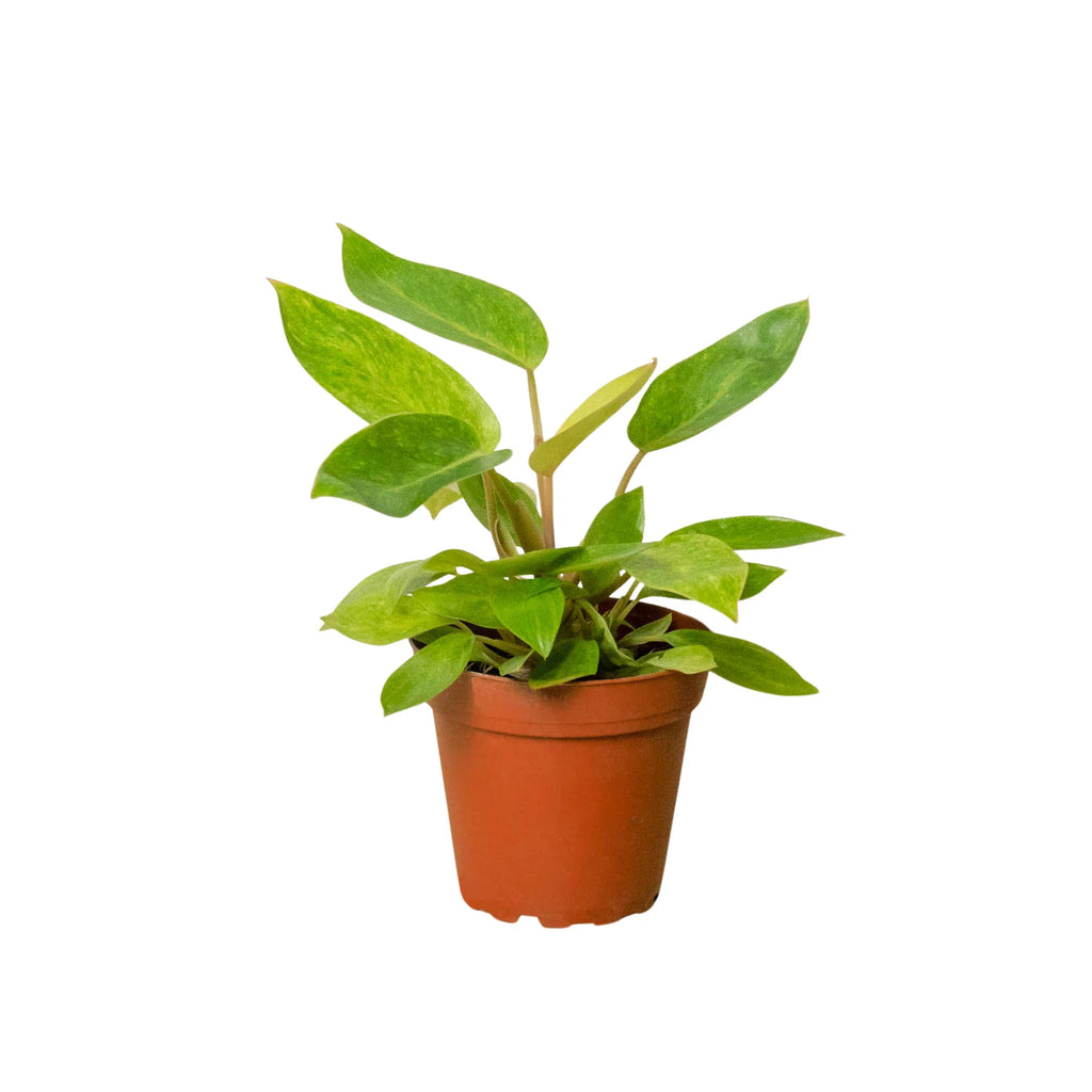 Philodendron Painted Lady – Variegated Climber | SunriseDaylas