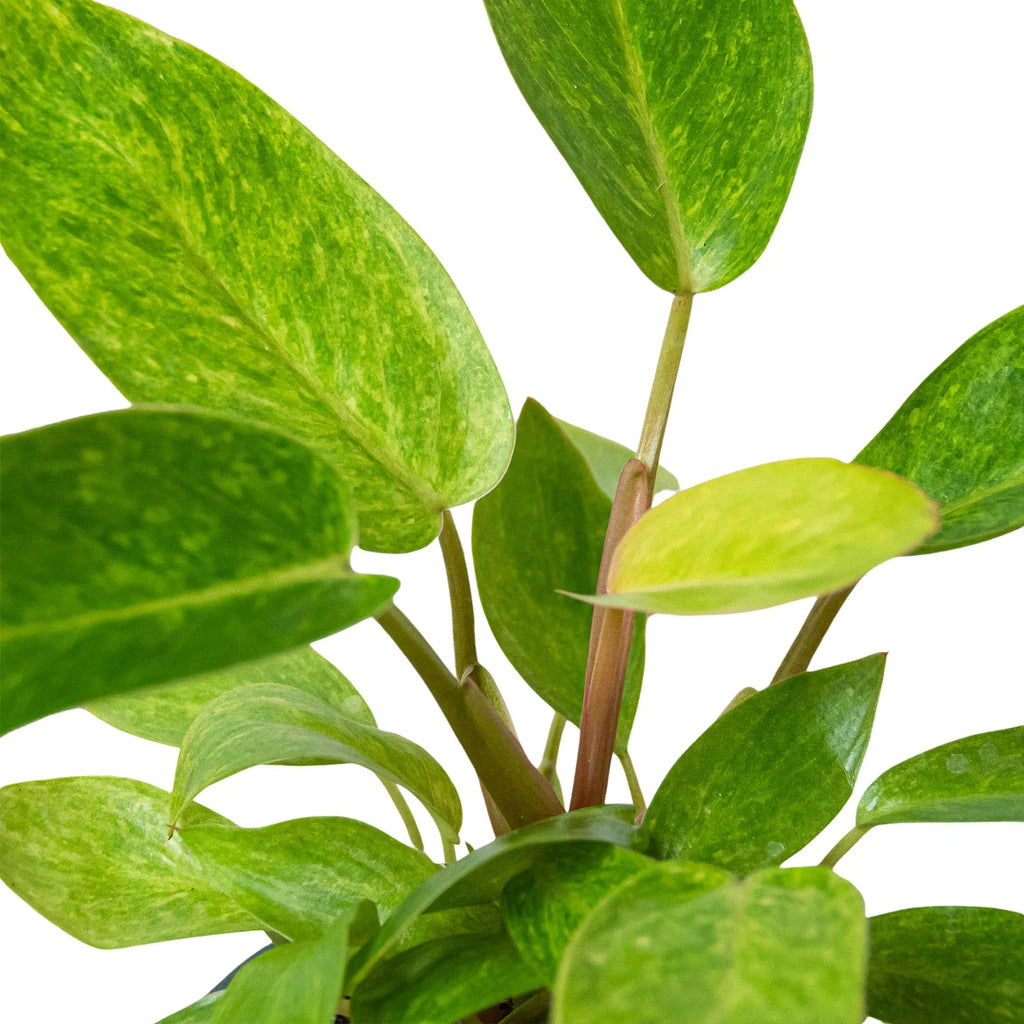 Philodendron Painted Lady – Variegated Climber | SunriseDaylas