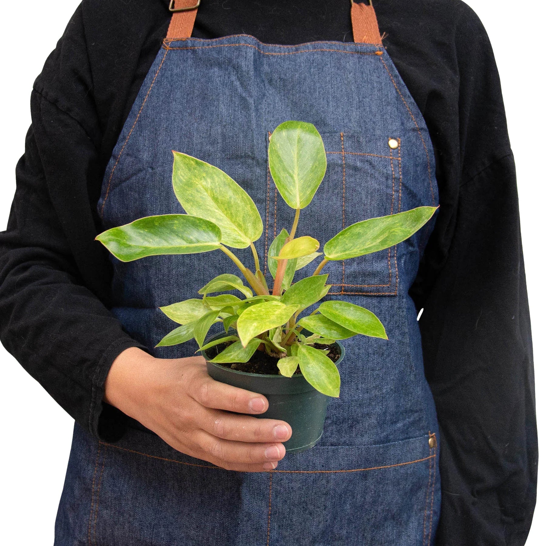 Philodendron Painted Lady – Variegated Climber | SunriseDaylas