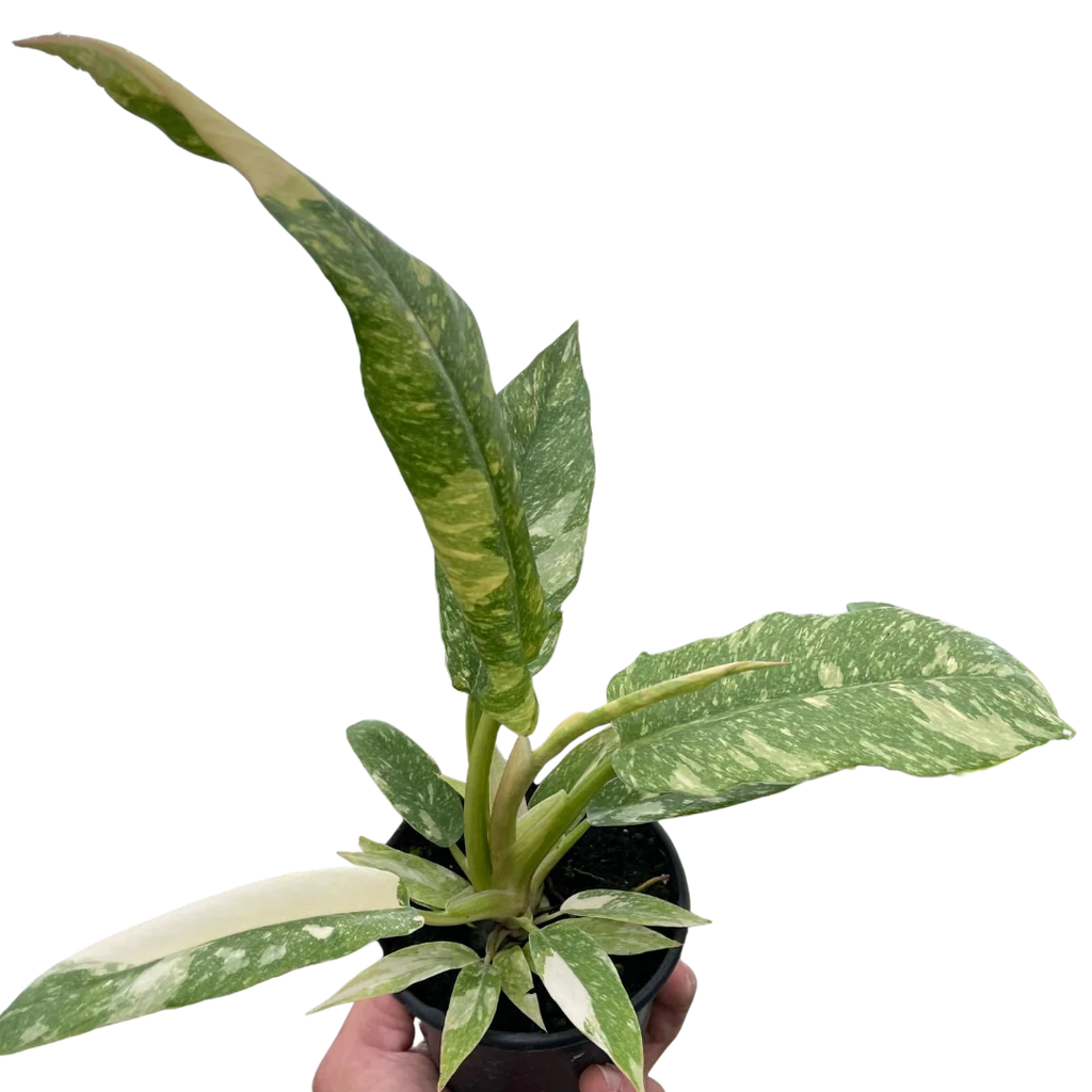 Rare Ring of Fire Philodendron – Collector Plant | SunriseDaylas