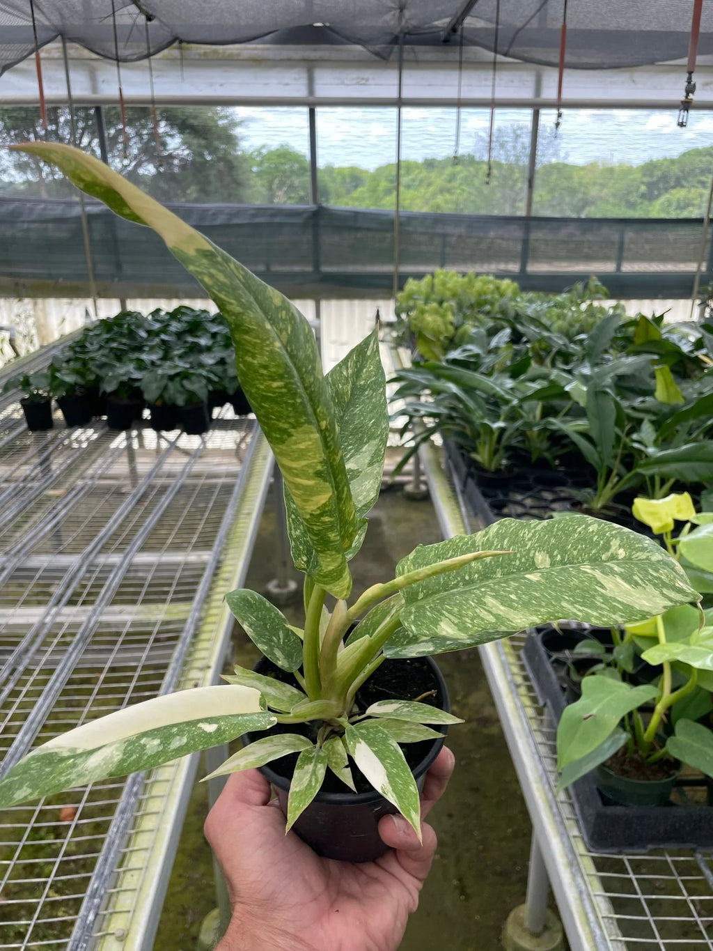 Rare Ring of Fire Philodendron – Collector Plant | SunriseDaylas