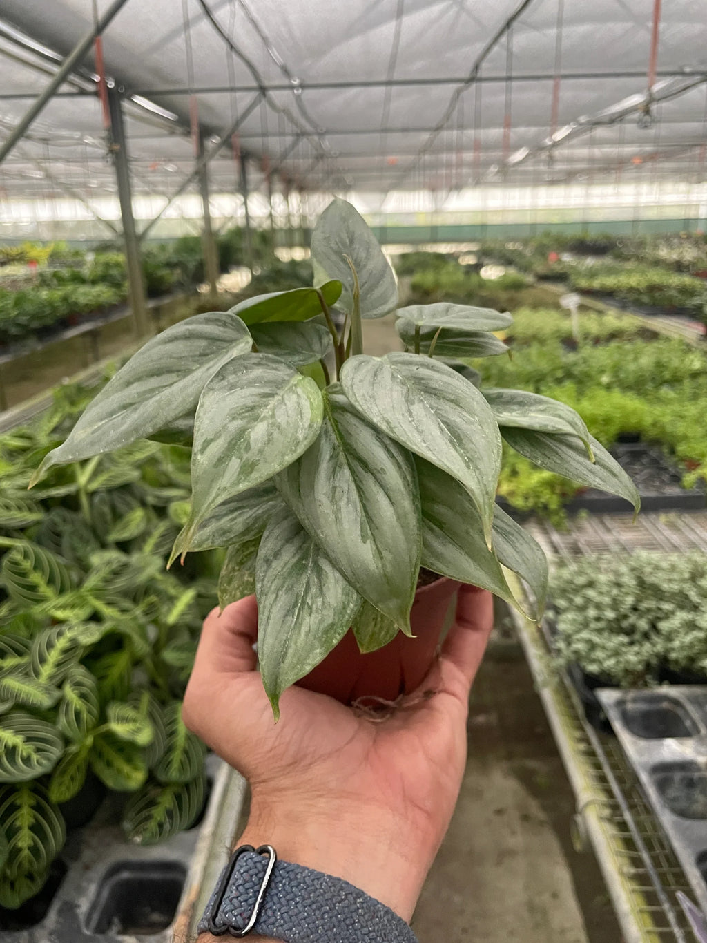 Silver Leaf Philodendron – Easy Care Climber | SunriseDaylas