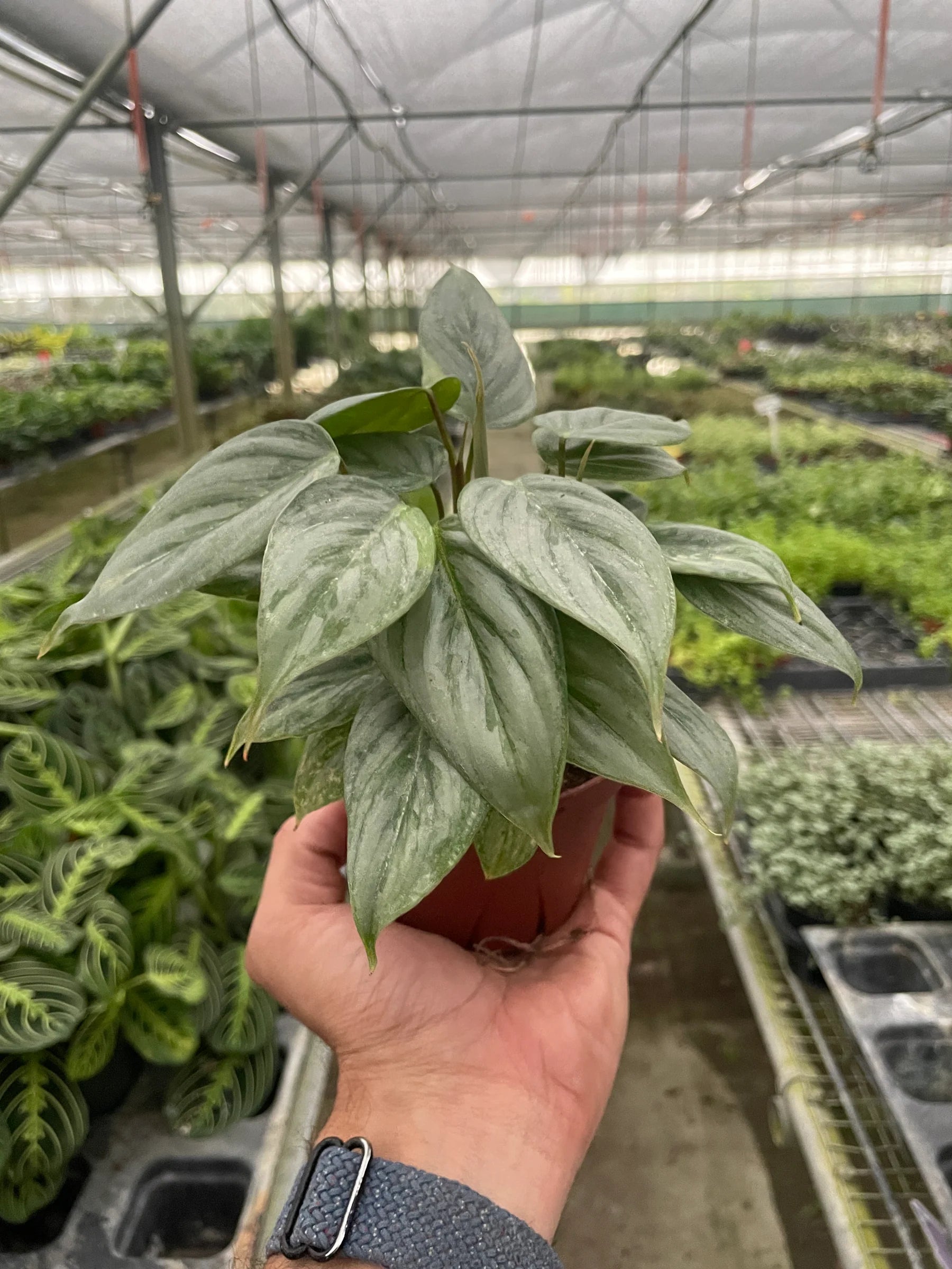 Silver Leaf Philodendron – Easy Care Climber | SunriseDaylas