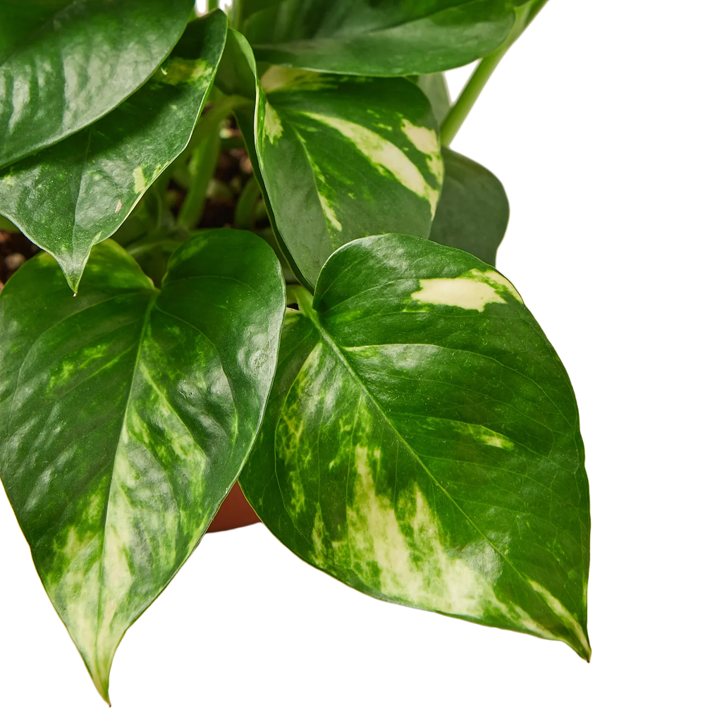 Golden Pothos – Easy Care Trailing Live Plant | SunriseDaylas