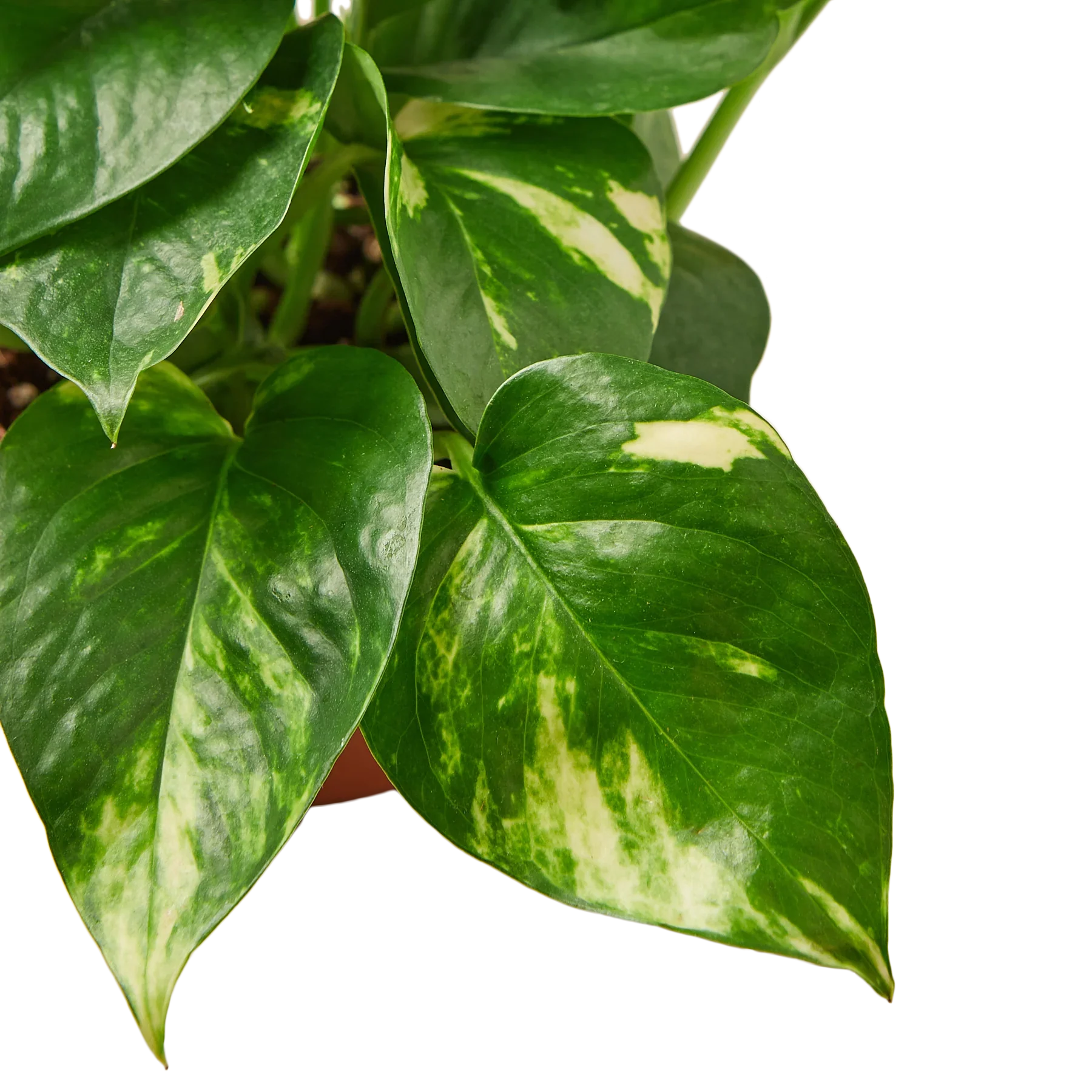 Golden Pothos – Easy Care Trailing Live Plant | SunriseDaylas