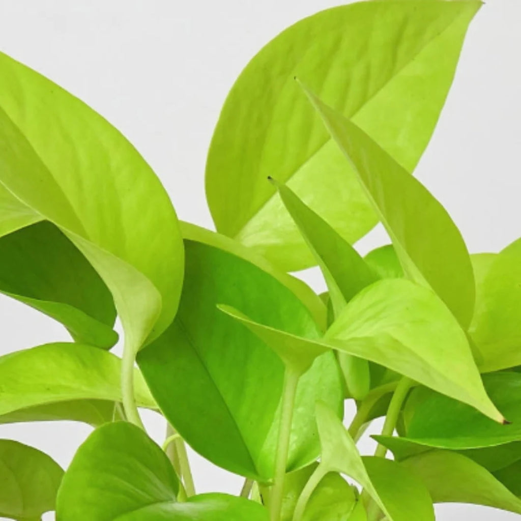 Neon Pothos – Vibrant Trailing Indoor Plant | SunriseDaylas