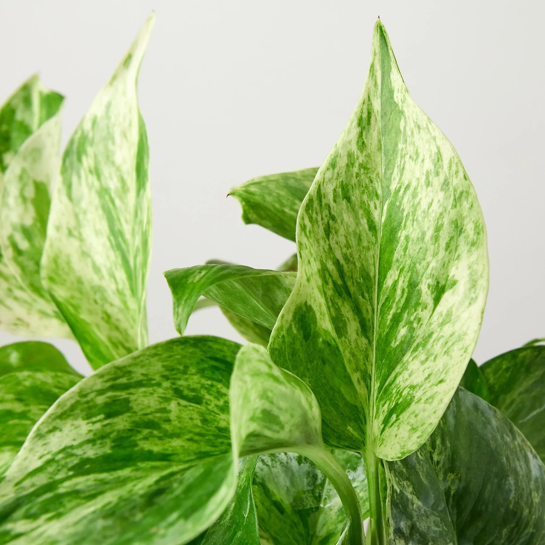 Marble Queen Pothos – Variegated Trailing Plant | SunriseDaylas
