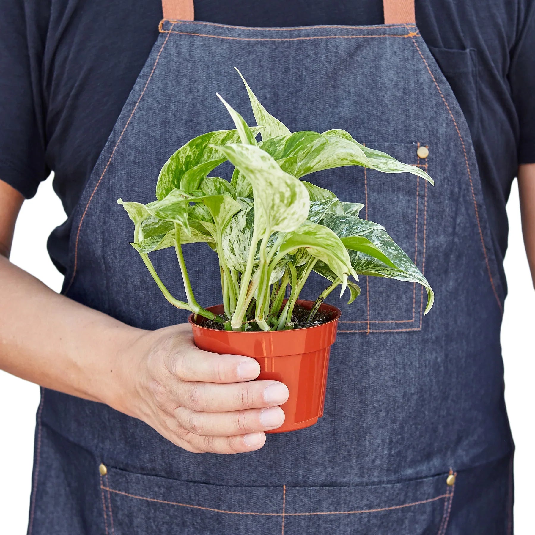 Marble Queen Pothos – Variegated Trailing Plant | SunriseDaylas