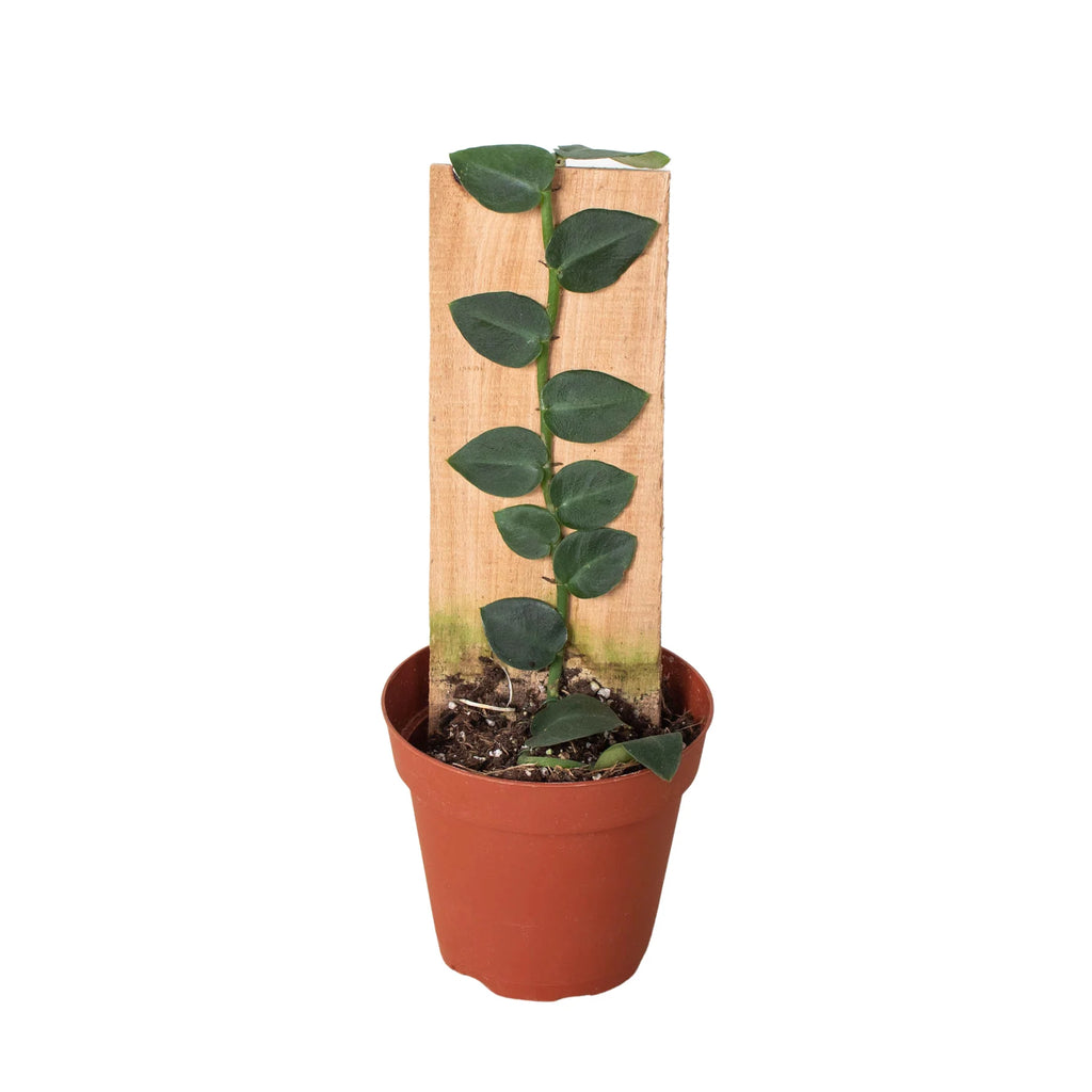 Rare Shingle Plant – Collector Climbing Aroid | SunriseDaylas