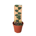 Rare Shingle Plant – Collector Climbing Aroid | SunriseDaylas