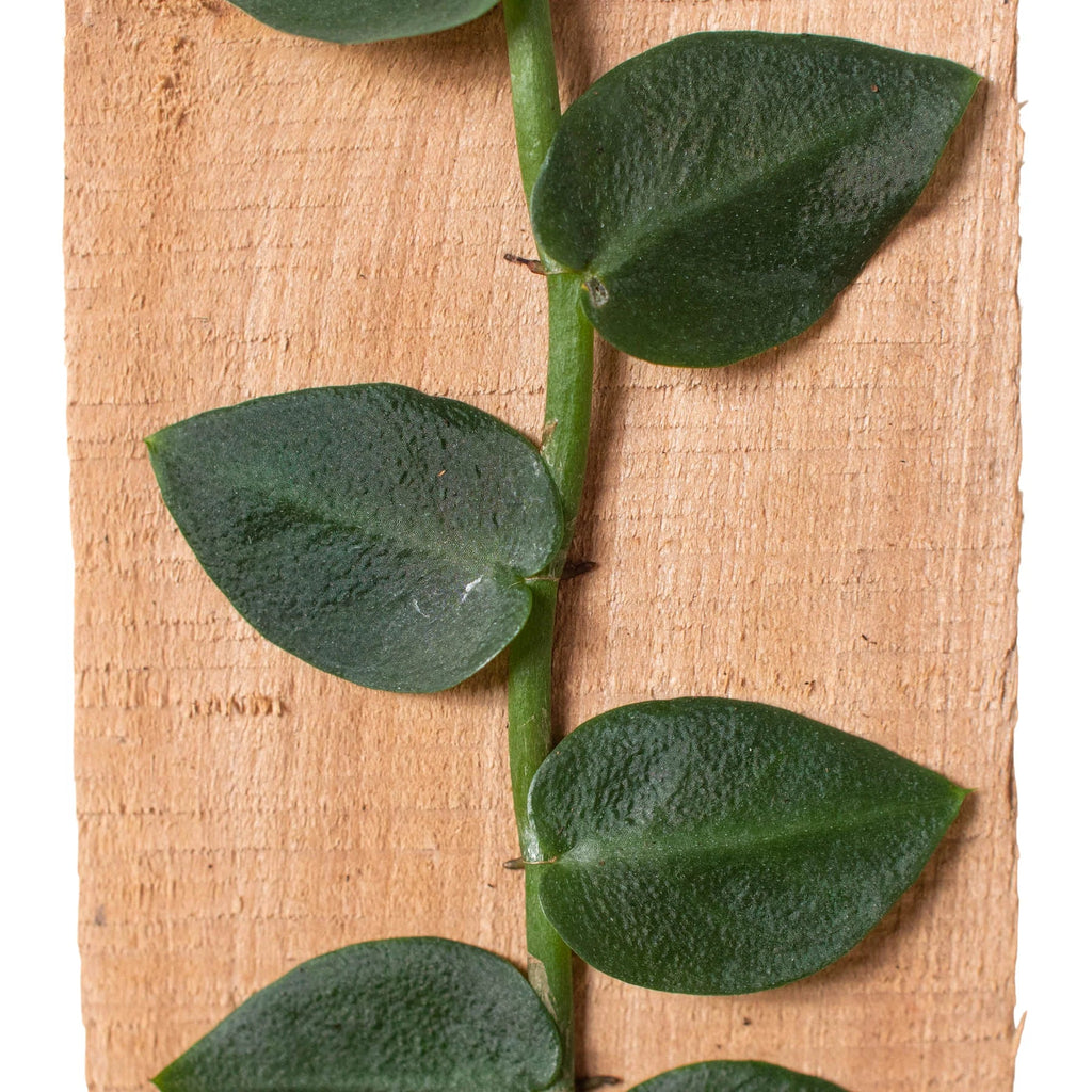 Rare Shingle Plant – Collector Climbing Aroid | SunriseDaylas