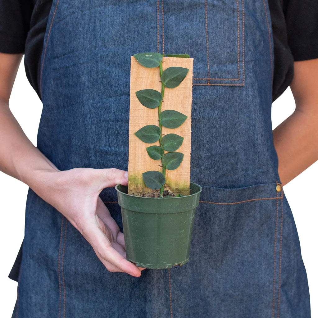 Rare Shingle Plant – Collector Climbing Aroid | SunriseDaylas