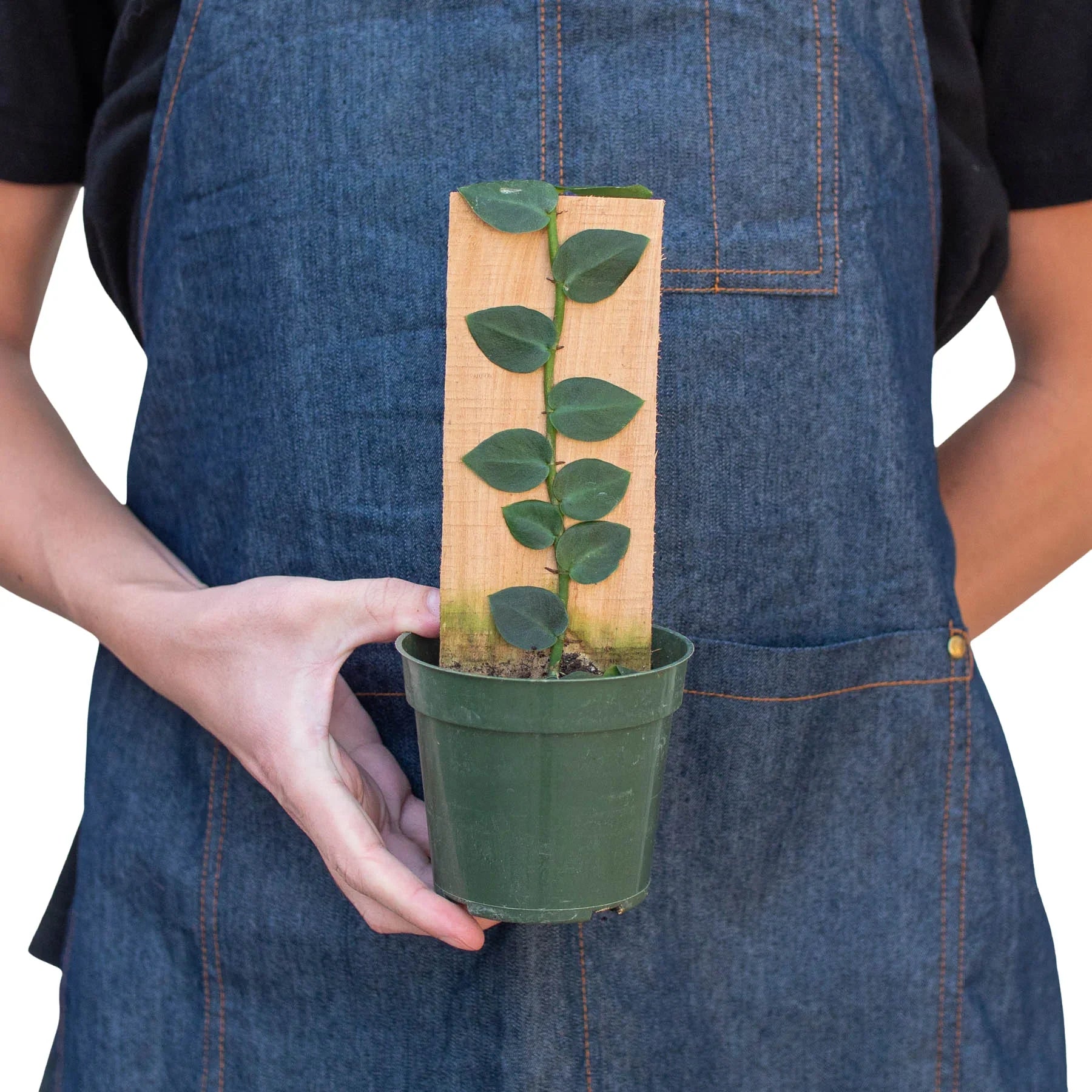 Rare Shingle Plant – Collector Climbing Aroid | SunriseDaylas