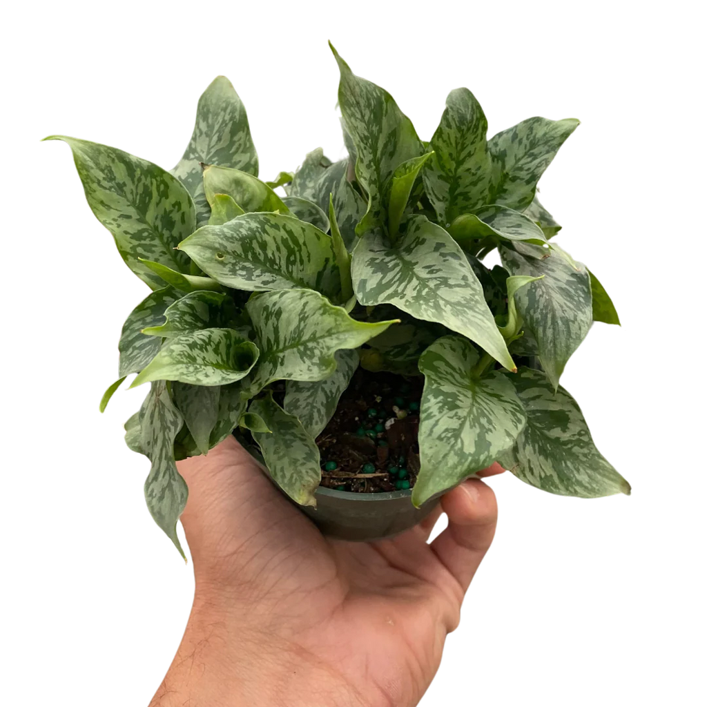 Thai Schismatoglottis – Easy Care Tropical Plant | SunriseDaylas