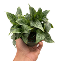 Thai Schismatoglottis – Easy Care Tropical Plant | SunriseDaylas