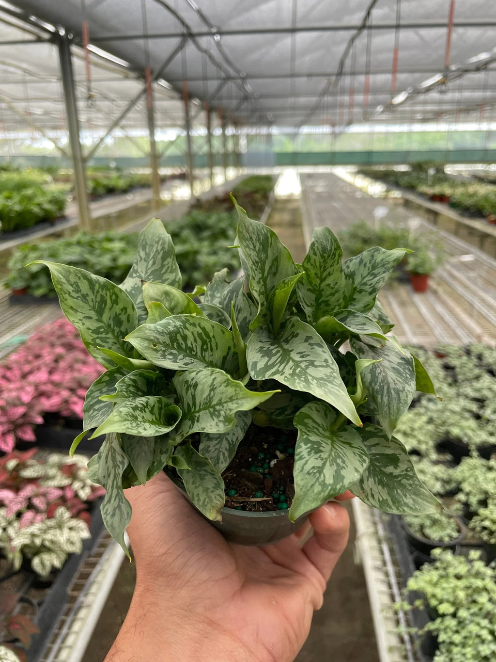 Thai Schismatoglottis – Easy Care Tropical Plant | SunriseDaylas