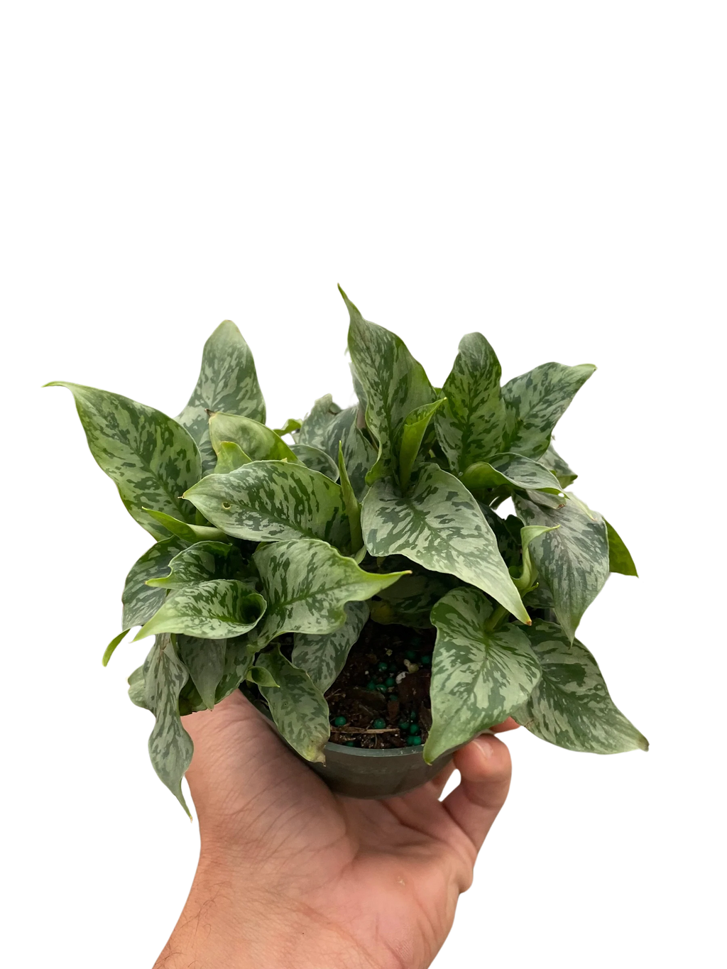 Thai Schismatoglottis – Easy Care Tropical Plant | SunriseDaylas