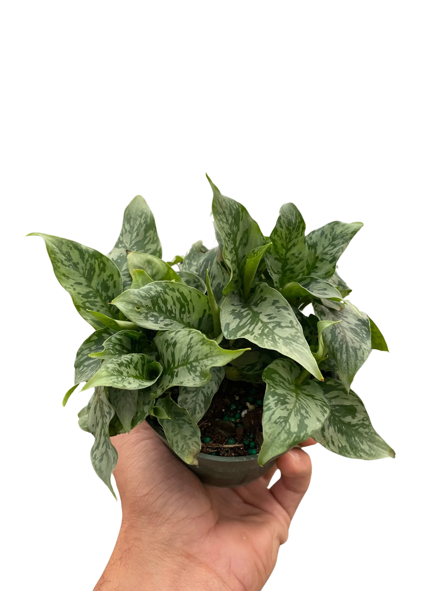Thai Schismatoglottis – Easy Care Tropical Plant | SunriseDaylas
