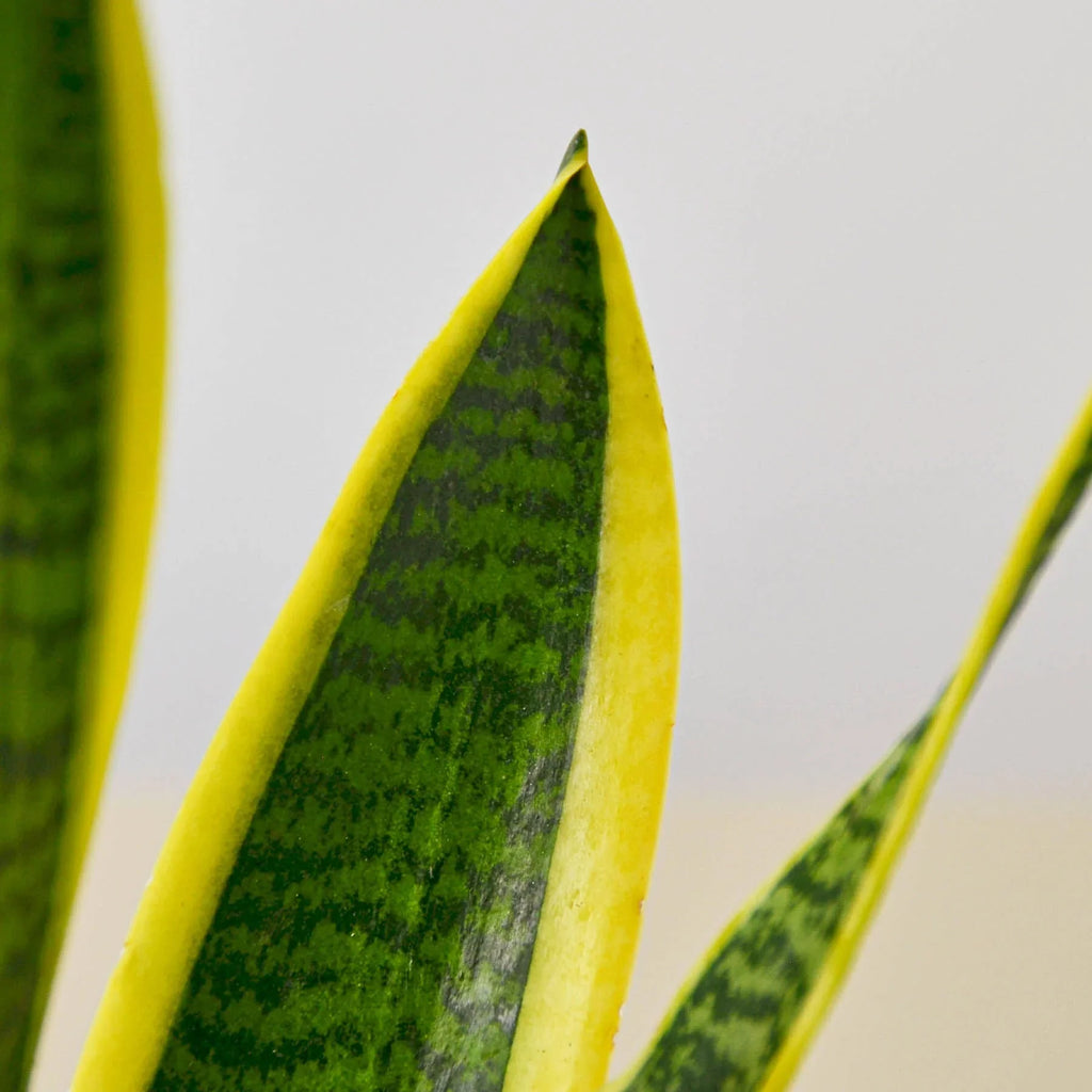 Snake Plant Laurentii – Easy Care Air Purifier | SunriseDaylas