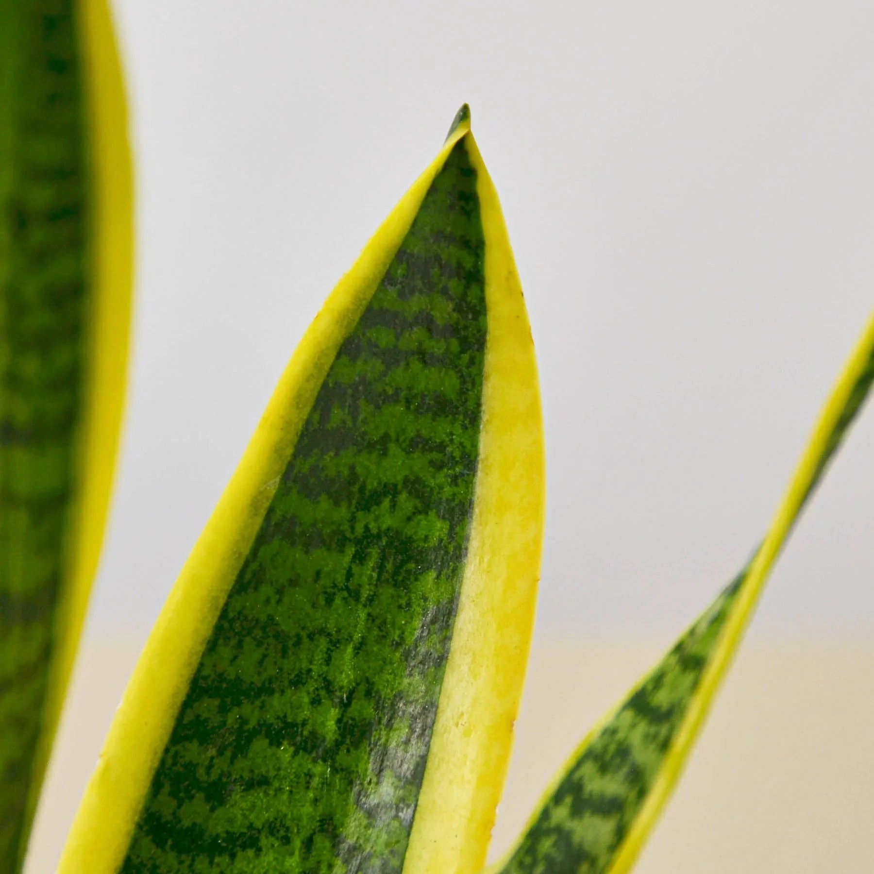 Snake Plant Laurentii – Easy Care Air Purifier | SunriseDaylas