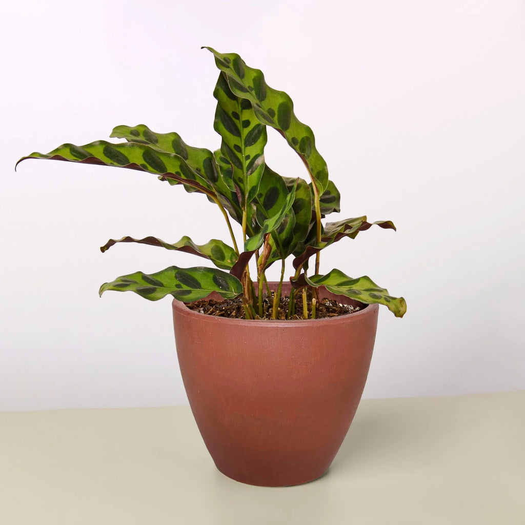 Calathea Rattlesnake Live Indoor Plant