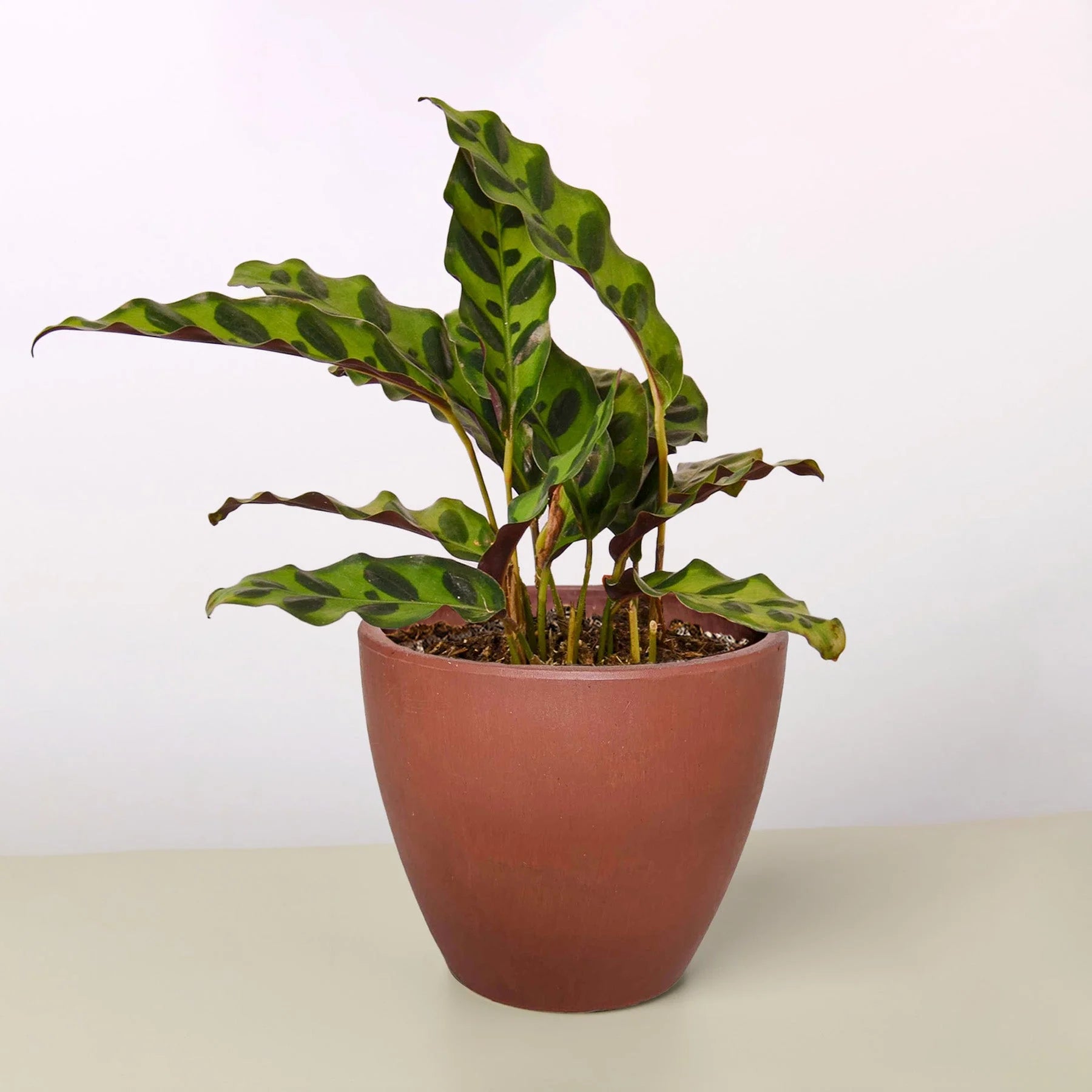 Calathea Rattlesnake Live Indoor Plant