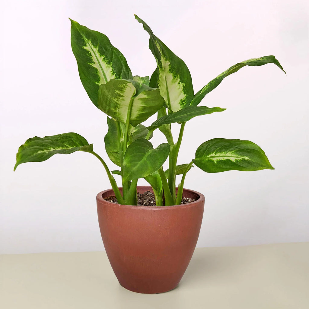 Dieffenbachia ‘Camille’ – Creamy Tropical Foliage Plant | SunriseDaylas