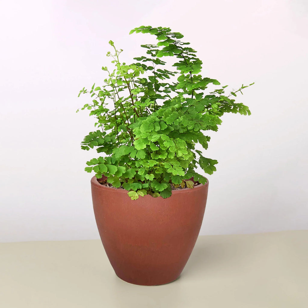 Maidenhair Fern Delicate Live Indoor Plant | SunriseDaylas