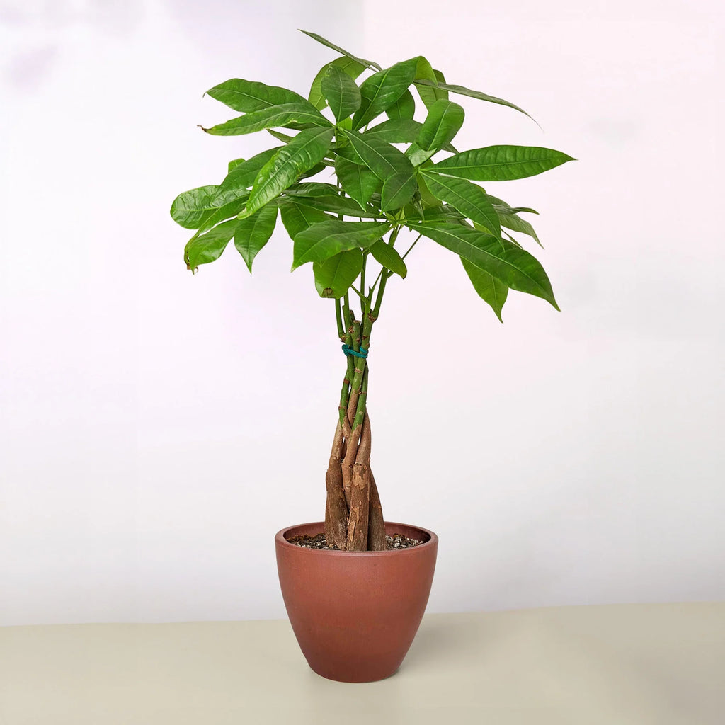 Money Tree Pachira Braid Live Indoor Plant | SunriseDaylas