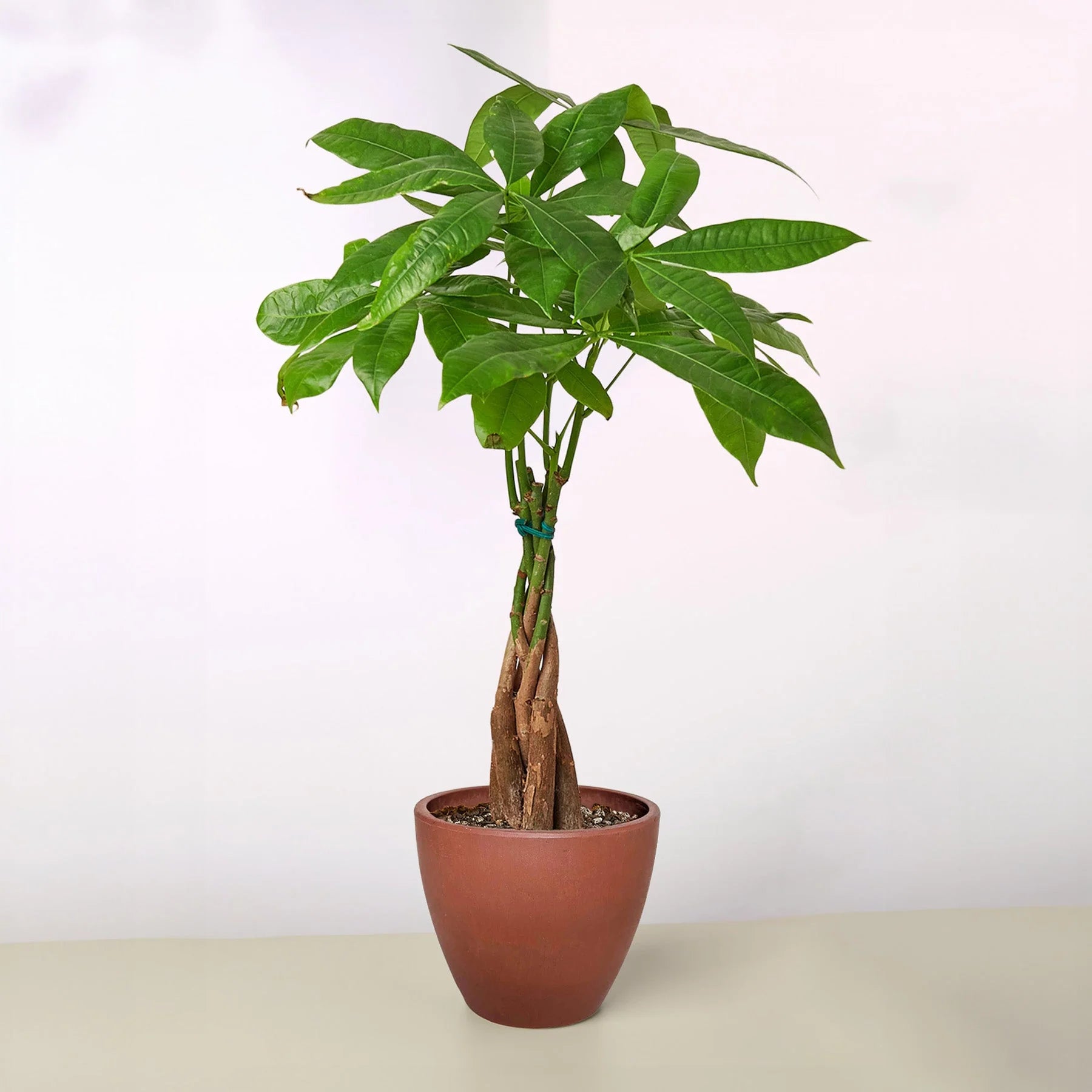Money Tree Pachira Braid Live Indoor Plant | SunriseDaylas