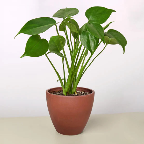 Swiss Cheese Plant – Tropical Statement Plant | SunriseDaylas