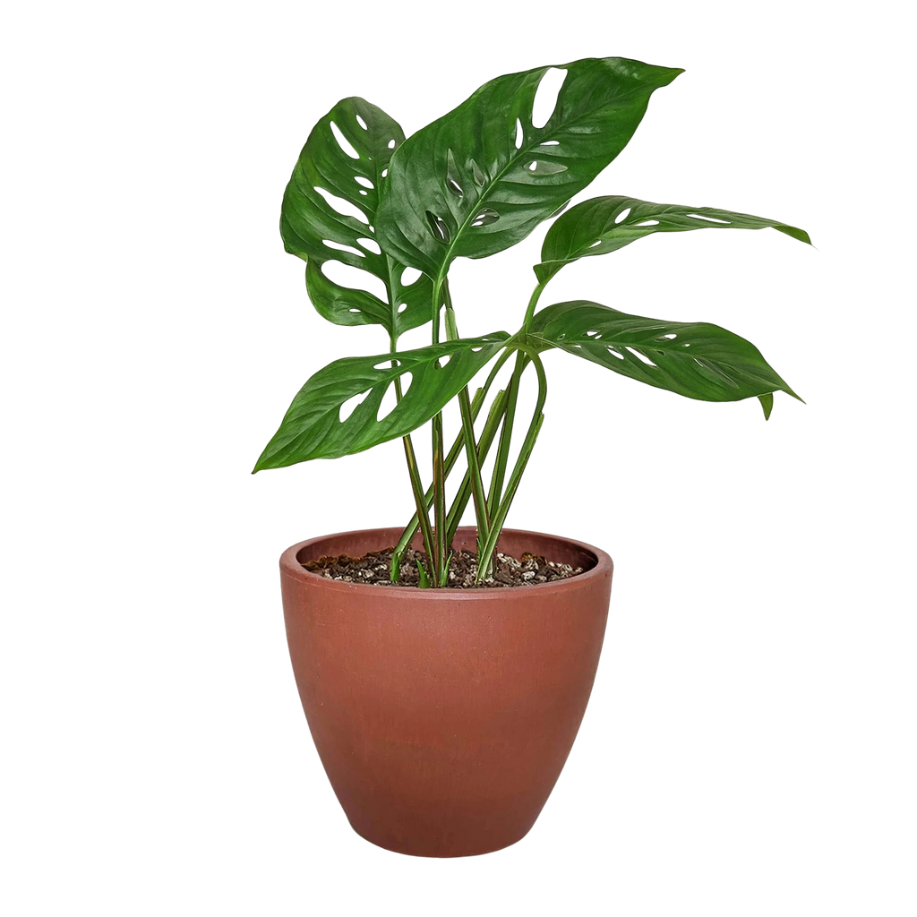 Monstera Adansonii – Swiss Cheese Vine Plant | SunriseDaylas