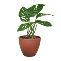 Monstera Adansonii – Swiss Cheese Vine Plant | SunriseDaylas