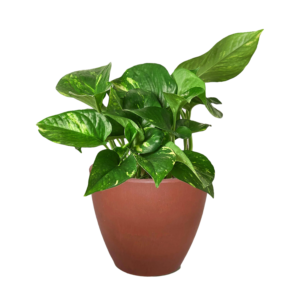 Golden Pothos – Easy Care Trailing Live Plant | SunriseDaylas