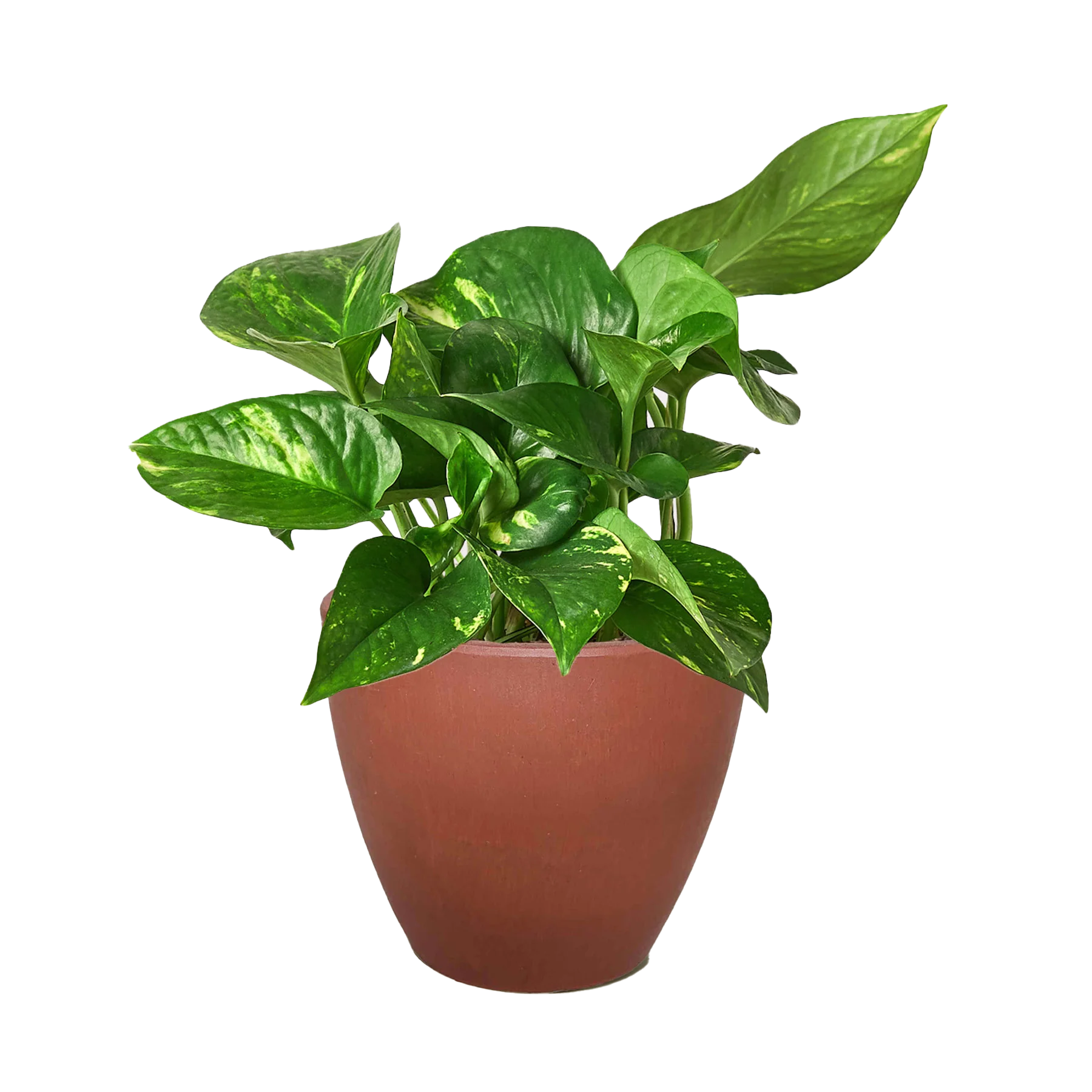Golden Pothos – Easy Care Trailing Live Plant | SunriseDaylas