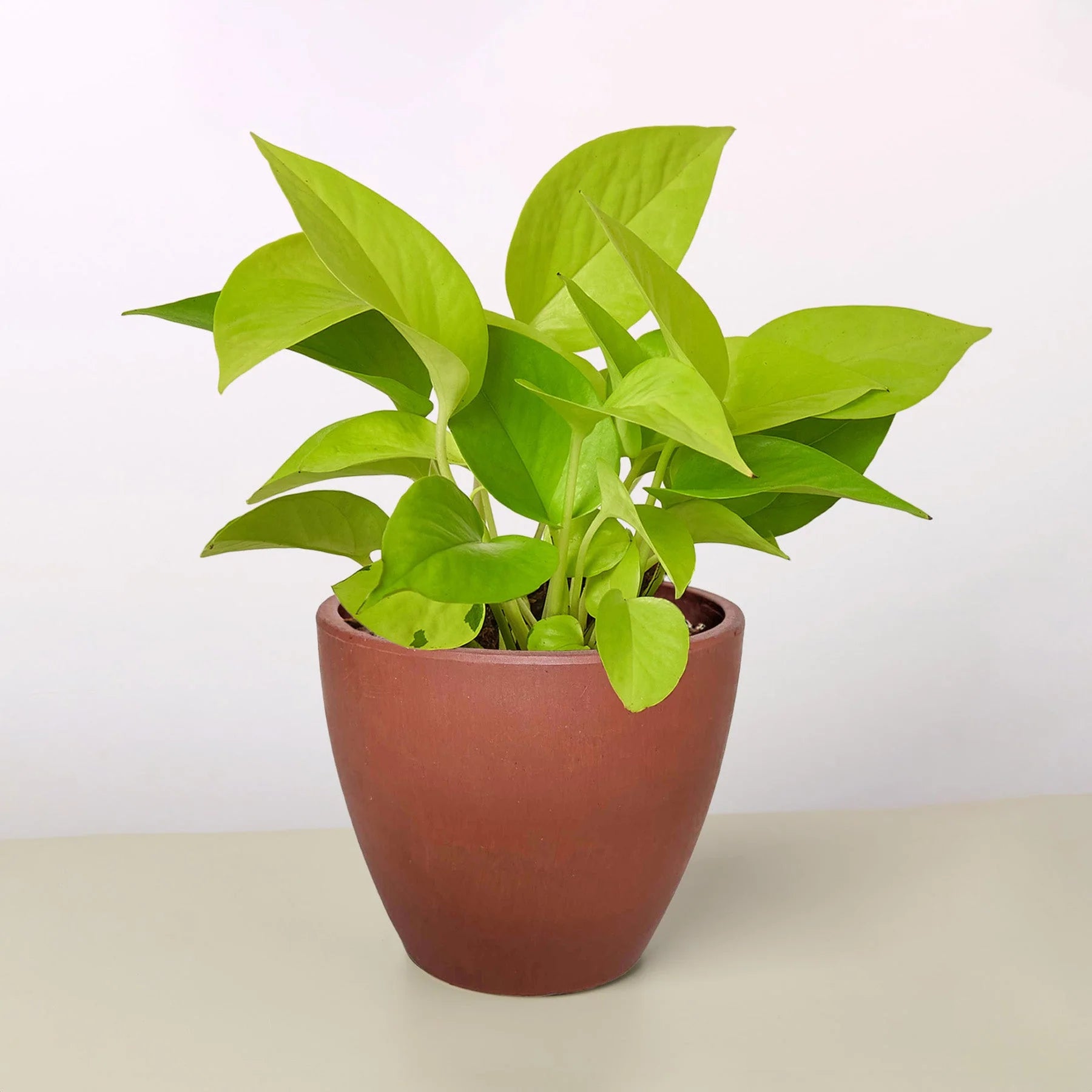 Neon Pothos – Vibrant Trailing Indoor Plant | SunriseDaylas