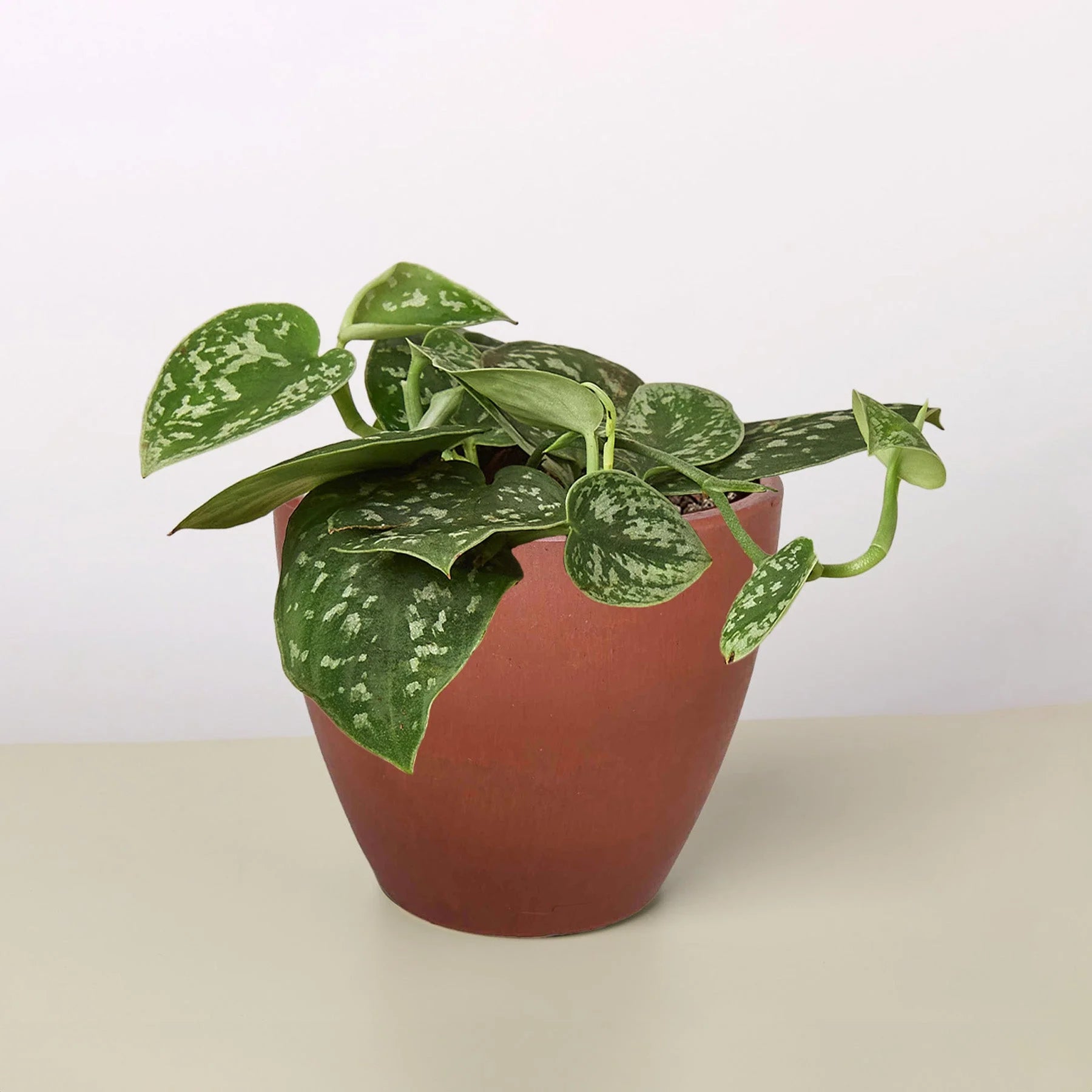 Satin Pothos – Silvery Trailing Indoor Plant | SunriseDaylas